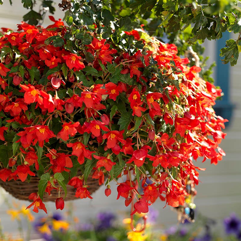Bertini Begonia