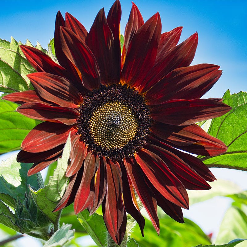 Chocolate Cherry Sunflower Seeds