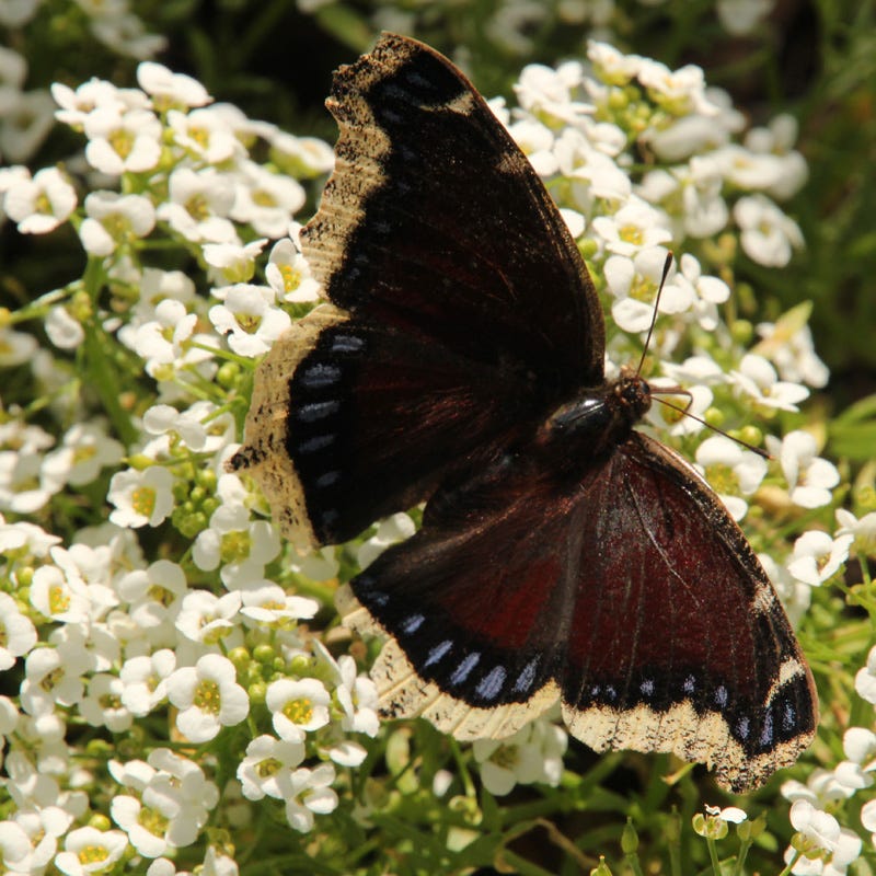 Sweet Alyssum Seeds - Image 3