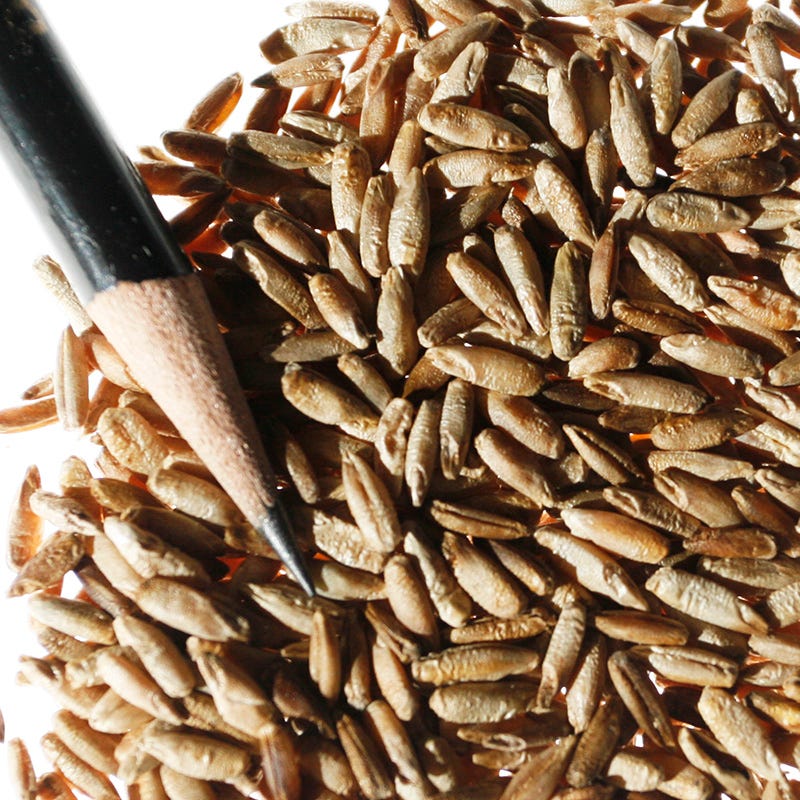 Winter Rye Grass Seeds - Image 4