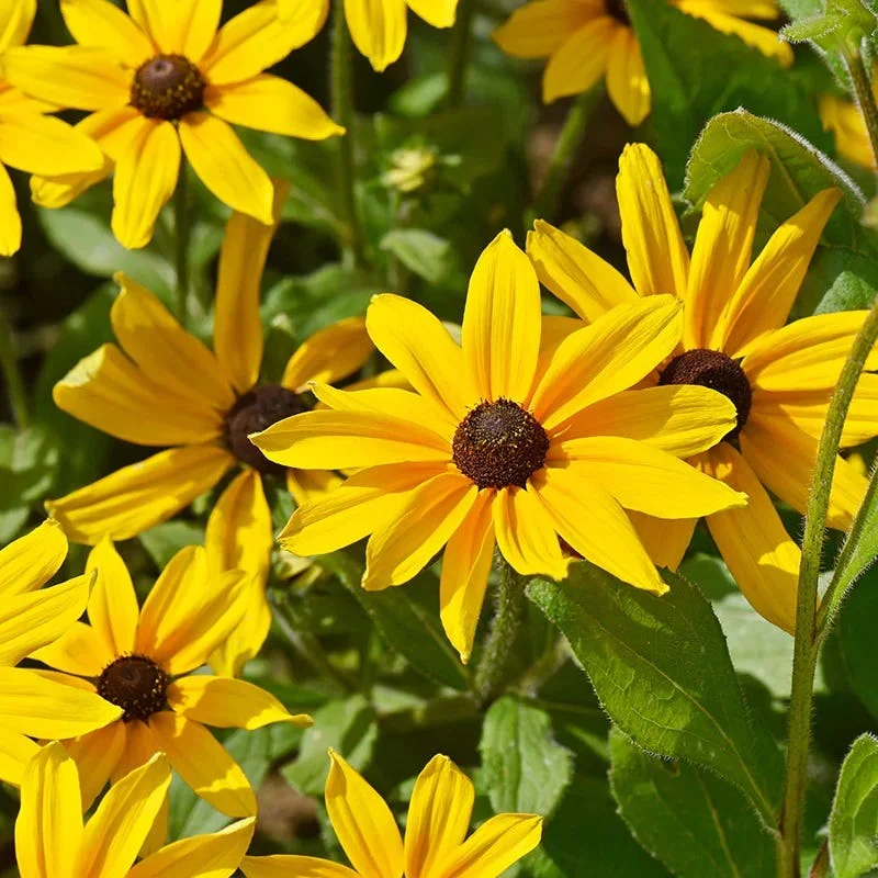 Yellow Wildflower Seed Mix - Image 2
